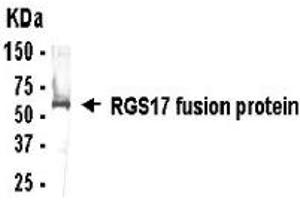 Western Blotting (WB) image for anti-Regulator of G-Protein Signaling 17 (RGS17) (AA 41-100) antibody (ABIN2467881) (RGS17 antibody  (AA 41-100))