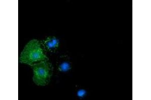 Anti-BTN1A1 mouse monoclonal antibody (ABIN2452845) immunofluorescent staining of COS7 cells transiently transfected by pCMV6-ENTRY BTN1A1 (RC223852). (BTN1A1 antibody)