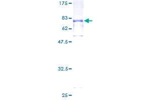 RNH1 Protein (AA 1-461) (GST tag)