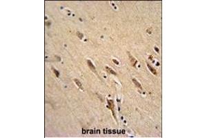 ARF1 Antibody (Center) (ABIN652052 and ABIN2840521) immunohistochemistry analysis in formalin fixed and paraffin embedded human brain tissue followed by peroxidase conjugation of the secondary antibody and DAB staining. (ARF1 antibody  (AA 80-106))