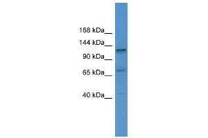 Western Blot showing ERC1 antibody used at a concentration of 1-2 ug/ml to detect its target protein. (ERC1 antibody  (C-Term))