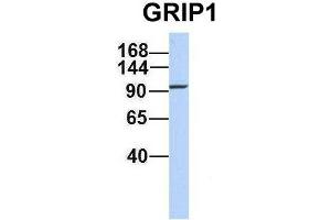 Host:  Rabbit  Target Name:  GRIP1  Sample Type:  721_B  Antibody Dilution:  1. (GRIP1 antibody  (C-Term))