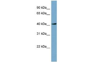 WB Suggested Anti-TSSK2  Antibody Titration: 0. (TSSK2 antibody  (Middle Region))