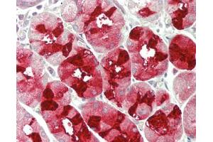 Human Stomach: Formalin-Fixed, Paraffin-Embedded (FFPE). (MUC6 antibody  (AA 2338-2439) (Biotin))