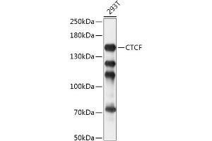 Western blot analysis of extracts of 293T cells, using CTCF antibody (ABIN6130043, ABIN6139180, ABIN6139182 and ABIN6217207) at 1:1000 dilution.