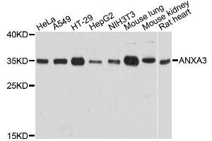Western blot analysis of extracts of various cell lines, using ANXA3 antibody (ABIN5995881) at 1:3000 dilution. (Annexin A3 antibody)