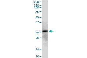AK3 MaxPab polyclonal antibody. (Adenylate Kinase 3 antibody  (AA 1-227))