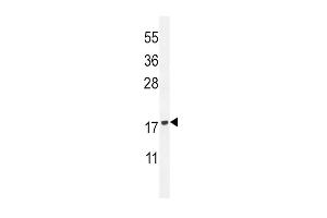 PLA2G2D Antibody (C-term) (ABIN655102 and ABIN2844734) western blot analysis in HL-60 cell line lysates (35 μg/lane). (PLA2G2D antibody  (C-Term))