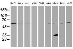 Image no. 3 for anti-Potassium Channel Tetramerisation Domain Containing 14 (KCTD14) antibody (ABIN1499009)