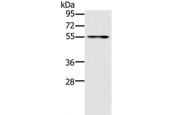 PUS10 antibody