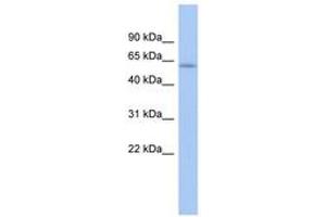 Image no. 1 for anti-LEM Domain Containing 2 (LEMD2) (AA 431-480) antibody (ABIN6743886) (LEMD2 antibody  (AA 431-480))