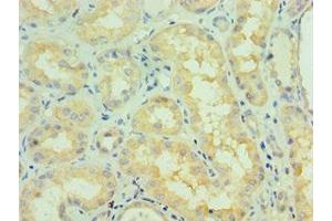 Immunohistochemistry of paraffin-embedded human kidney tissue using ABIN7145333 at dilution of 1:100 (TRKB antibody  (AA 32-282))
