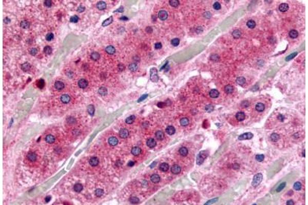 G Protein-Coupled Receptor 182 antibody  (N-Term)