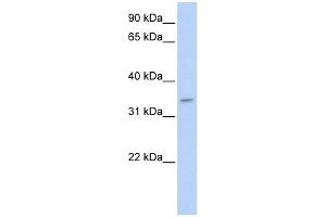 Tenomodulin antibody used at 1 ug/ml to detect target protein. (TNMD antibody  (N-Term))