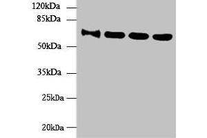 Western blot All lanes: NUP58 antibody at 4 μg/mL Lane 1: HepG2 whole cell lysate Lane 2: Hela whole cell lysate Lane 3: LO2 whole cell lysate Lane 4: Mouse thymus tissue Secondary Goat polyclonal to rabbit IgG at 1/10000 dilution Predicted band size: 61, 51, 60 kDa Observed band size: 61 kDa (NUPL1 antibody  (AA 211-480))