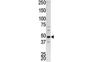 Western blot analysis of PCTAIRE1 antibody and HepG2 lysate (CDK16 antibody  (AA 357-386))