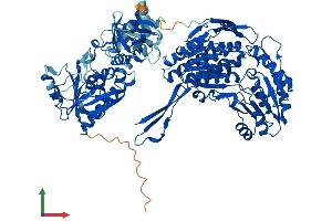 AlphaFold protein structure predicition of Mouse Recombinant Aldh1l2 Protein, UniprotID Q8K009 (ALDH1L2 Protein (AA 1-923) (His tag))