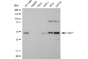 Western blotting analysis using VASP antibody (ABIN7800825).