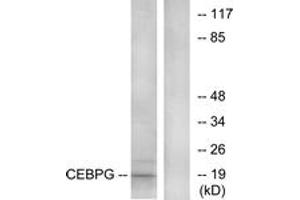 Western blot analysis of extracts from RAW264. (CEBPG antibody  (AA 31-80))