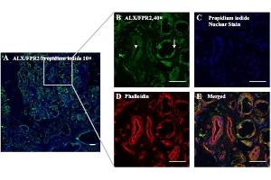 Expression of ALX/FPR2 in hMSG. (FPR2 antibody  (Extracellular))