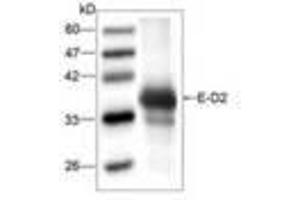 Image no. 1 for anti-Dengue Virus Type 2 (DENV2) (AA 52-280) antibody (ABIN791586)