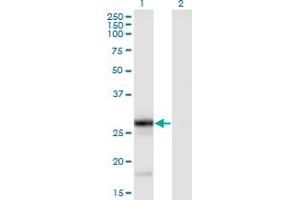 Western Blot analysis of TNFSF9 expression in transfected 293T cell line by TNFSF9 monoclonal antibody (M01), clone 1D7. (TNFSF9 antibody  (AA 145-254))