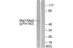 Western blot analysis of extracts from 293 cells, treated with H2O2 (100uM, 15 mins), using Mst1/2 (Phospho-Thr183) antibody. (STK4 antibody  (pThr183))