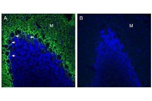 Expression of GPR37L1 in rat cerebellum. (GPR37L1 antibody  (Extracellular, N-Term))
