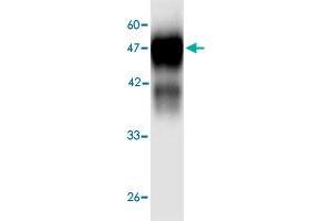 Western blot analysis in  Legionella pneumophila  groEL recombinant protein with  Legionella pneumophila  groEL monoclonal antibody, clone 3d566  at 1 : 1000 dilution. (Chaperonin GroEL (GroEL) (AA 72-478) antibody)