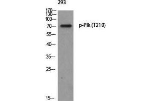 Western Blot (WB) analysis of 293 using p-Plk (T210) antibody. (PLK1 antibody  (pThr210))