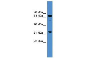 SNAG1 antibody used at 0.