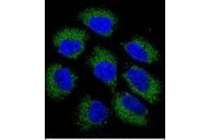 Immunofluorescence (IF) image for anti-Glutathione Reductase (GSR) (AA 387-416), (C-Term) antibody (ABIN952543)