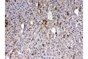 IHC testing of FFPE mouse liver tissue with Thrombopoietin antibody at 1ug/ml. (Thrombopoietin antibody)