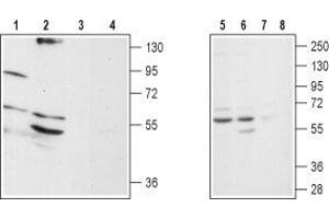 Western blot analysis of rat brain stem (lanes 1 and 3), mouse brain (lanes 2 and 4), SH-SY5Y (lanes 5 and 7) and Jurkat (lanes 6 and 8) lysates: - 1,2,5,6. (ADRA1D antibody  (Cys240Ser-Mutant, Extracellular))