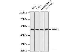 Western blot analysis of extracts of various cell lines using PPME1 Polyclonal Antibody at dilution of 1:3000. (PPME1 antibody)