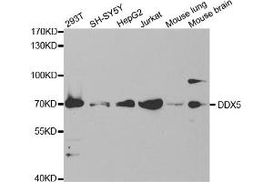 Western blot analysis of extracts of various cell lines, using DDX5 antibody (ABIN5973042) at 1/1000 dilution. (DDX5 antibody)
