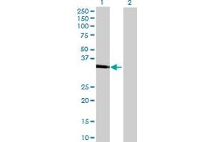Western Blot analysis of CA10 expression in transfected 293T cell line by CA10 MaxPab polyclonal antibody.