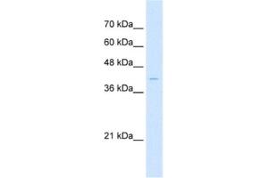 Western Blotting (WB) image for anti-Arrestin, beta 2 (ARRB2) antibody (ABIN2463123) (Arrestin 3 antibody)