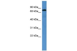 WB Suggested Anti-ACO2 Antibody Titration: 0. (ACO2 antibody  (C-Term))