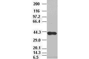 Sox17 antibody (3B10) at 1:10000 dilution, (2F9, 3H5) at 1:5000 dilution + Lysate from HEK-293T cells transfected with human Sox17 expression vector (SOX17 antibody  (AA 177-414))