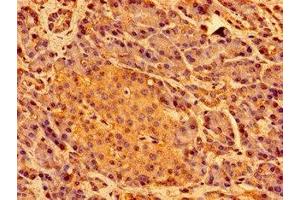 Immunohistochemistry of paraffin-embedded human pancreatic tissue using ABIN7169441 at dilution of 1:100 (SHE antibody  (AA 2-162))