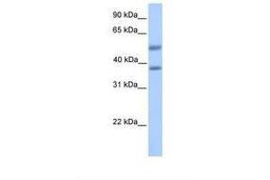 Image no. 1 for anti-ST6 (Alpha-N-Acetyl-Neuraminyl-2,3-beta-Galactosyl-1,3)-N-Acetylgalactosaminide alpha-2,6-Sialyltransferase 2 (ST6GALNAC2) (AA 201-250) antibody (ABIN6738873) (ST6GALNAC2 antibody  (AA 201-250))