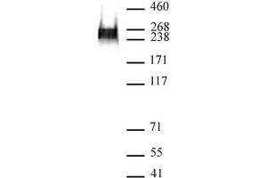 RNA pol II phospho Ser7 antibody (mAb) (Clone 3D4A12) tested by Western blot. (Rpb1 CTD antibody  (Ser7))