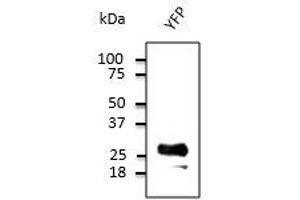Anti-YFP Ab at 1/2,000 dilution, 293HEK cells transduced with YFP Ad, lysates at 50 µg per Iane, rabbit polyclonal to goat lgG (HRP) at 1/10,000 dilution, (YFP antibody)
