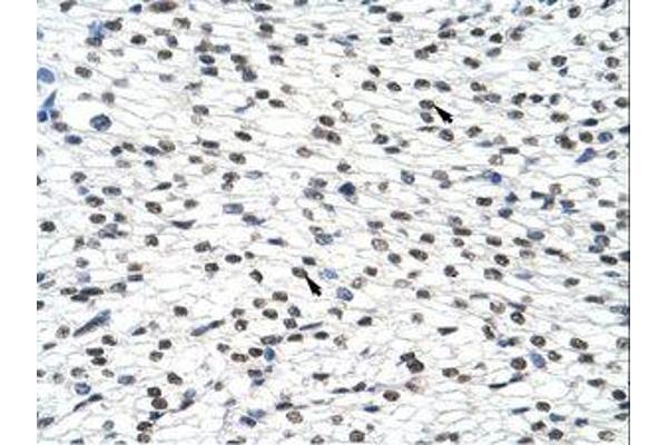 SURF6 antibody  (AA 191-240)