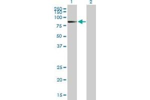 Western Blot analysis of HP1BP3 expression in transfected 293T cell line by HP1BP3 MaxPab polyclonal antibody. (HP1BP3 antibody  (AA 1-553))
