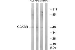Western blot analysis of extracts from A549/COS7/K562 cells, using CCKBR Antibody. (CCKBR antibody  (AA 11-60))