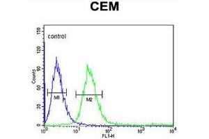FCGR1B Antibody (C-term) flow cytometric analysis of CEM cells (right histogram) compared to a negative control cell (left histogram).