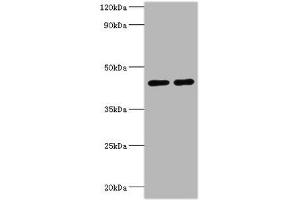 Western blot All lanes: NAD-dependent protein deacetylase sirtuin-3, mitochondrial antibody at 2 μg/mL Lane 1: NIH/3T3 whole cell lysate Lane 2: HepG2 whole cell lysate Secondary Goat polyclonal to rabbit IgG at 1/10000 dilution Predicted band size: 44, 29 kDa Observed band size: 44 kDa (SIRT3 antibody  (AA 20-130))