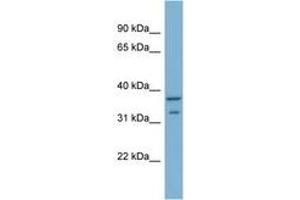 RALGPS2 antibody  (AA 201-250)